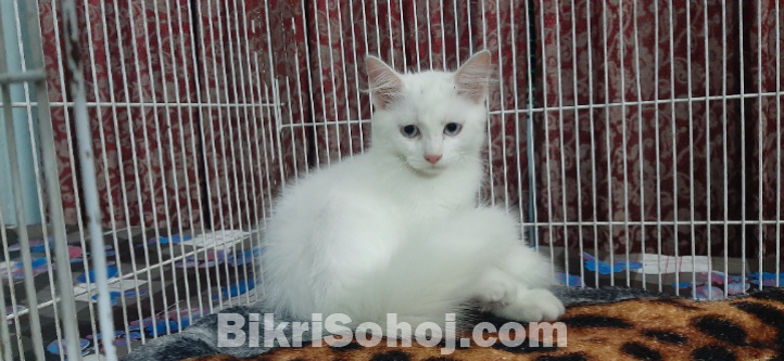 Persian High Quality Mixed Breed Kittens